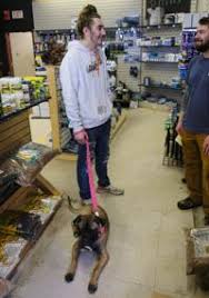Adoption fees are 250.00 and up. Nh Debates Whether To Ban Retail Pet Sales Animals Unionleader Com