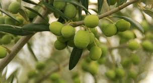 Malaga Olive Oil Tasting Tour Malaga Freetour Com