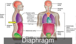 The following list identifies the cavities and subcavities of the human body Major Body Cavities Youtube