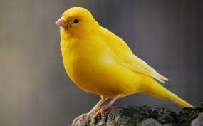 Yellow Bird With Crazy Hair Yellow Canary These Birds Are So Beautiful And Cheerful Looking They Make Me Happy Bird Breeds Canary Birds Birds For Kids