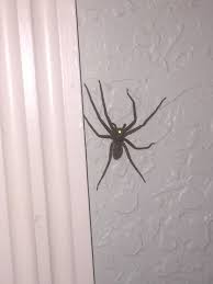 We did not find results for: Male Wolf Spider Inside My Florida Home So Cool Spider Wolf Spider Spider Web