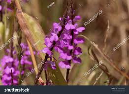 Image result for Striga junodii