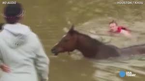 Horse pulled to safety from high floodwaters