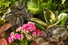 Image result for puklice švestková obrázek