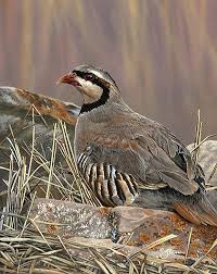 Birds Of The Southwest Chukar Wildlife Painting By Scot Storm Wildlife Art Wildlife Paintings Animals Artwork