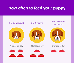 not sure how much you should feed your puppy were here to