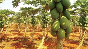 Contoh penyakit yang boleh menyebabkan daun menjadi kuning adalah lethal yellowing syndrome yang berlaku pada pokok palma seperti kelapa. Pepaya Buah Tropis Berbiji Banyak Greeners Co