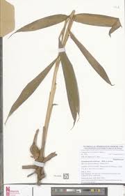 Image result for Aframomum alboviolaceum