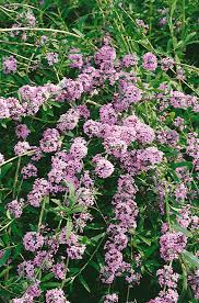 Image result for Komule střídavolisté