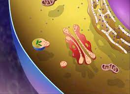 Lysosomes Hd Animation Playlist Teaching Cells Cell Organelles Organelles