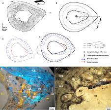 In cross section, the humerus has a prismatic shape. Long Bone Histology Of The Subterranean Rodent Bathyergus Suillus Bathyergidae Ontogenetic Pattern Of Cortical Bone Thickening Montoya Sanhueza 2017 Journal Of Anatomy Wiley Online Library
