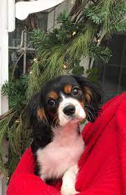 To learn more about each looking for a specific color cavalier king charles spaniel? Cavalier King Charles Spaniel Puppies For Sale Sutton Ma Pictures