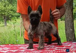 Image result for cairn teriér