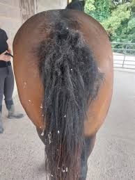 Talking all things equine hygiene – the mares - The Horse Hub