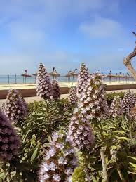 Mallorca Can Pastilla So Schon Ist Es Im April Noch An Der Playa De Palma Mallorca Ausflug Segeln