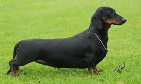 the dachshund is a short legged long bodied dog breed belonging to the hound family the standard size dachshu black and tan dachshund dog breeds pedigree dog