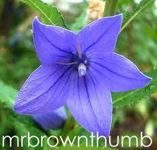 Pin On Fall Flowers
