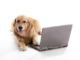 We did not find results for: Golden Retriever Rescue Resource Golden Retriever Adoptions