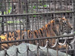 Ninoy aquino parks and wildlife center located in diliman qc is 22.7 hectares big and was first opened to the public in 1954. Panthera Tigris Tiger In Ninoy Aquino Parks And Wildlife Center