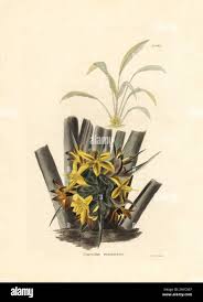 Image result for Curculigo latifolia