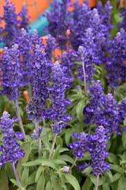 Image result for Salvia farinacea