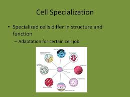In the course biology 101, learn more about organelles it's important to understand the process of cellular development before understanding the depths of cellular specialization. Cell Specialization And Differentiation Ppt Download