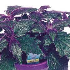 Maybe you would like to learn more about one of these? Pin On Over 400 Different Foliage Varieties