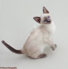 Blue Point Siamese Kitten Siamese Cats Blue Point Cats And Kittens Cat Breeds