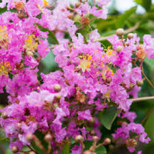 Pink flowering tree identification australia. Summer Flowering Trees Flower Power