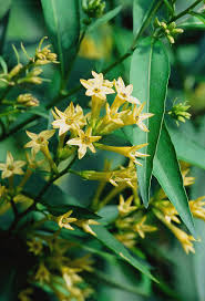 Image result for Cestrum parqui