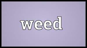Weed Meaning Youtube