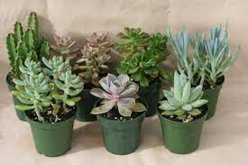 Failure to correctly identify your succulents may lead to death caused by cold or other climatic conditions. Succulent Identification Please And Thank You