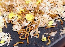 49 Bug Farms And Recipes Ideas Recipes Edible Insects Cricket Flour