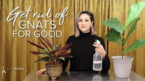 1 Know Your Roots How To Get Rid Of Gnats Indoors Julie Khuu Youtube How To Get Rid Of Gnats Getting Rid Of Nats Gnats
