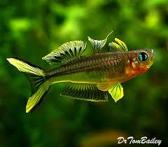 Premium Furcatus Blue Eyes 0 5 To 0 75 Long Aquarium Fish Tropical Fish Pet Fish