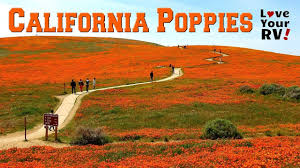 The pretty little bloom became the state flower on march 2, 1903, and has been synonymous with the golden state ever since. Visit To Antelope Valley Poppy Reserve In Southern California Youtube