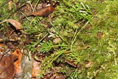 Image result for Asplenium diplazisorum