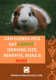 Pin On Vegetables For Guinea Pigs