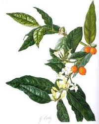 Image result for Mitriostigma axillare