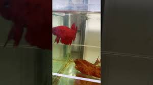 Ikan cupang giant atau giant betta merupakan salah satu jenis ikan yang mempunyai ukuran paling besar diantara jenis ikan cupang lainnya. Ikan Cupang Giant Super Red Youtube