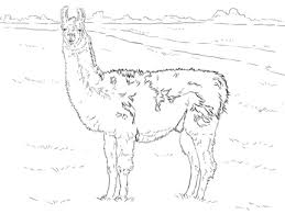Realistic Llama Coloring Page Supercoloring Com Coloring Pages Cute Coloring Pages Llama Drawing