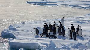 The emperor penguin (aptenodytes forsteri) is the tallest and heaviest of all living penguin species and is endemic to antarctica. Finding New Homes Won T Help Emperor Penguins Cope With Climate Change Woods Hole Oceanographic Institution