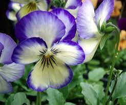 Sunday Slide Show Pansies Violas And A Violet Or Two Pansies Pansy Garden Beautiful Flowers