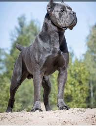 Login Cane Corso Dogs Pups Puppies Pets Mans Best Friend K9 Animal Lover Thats Me 2020 Cane Corso Kopek Turleri Evcil Hayvanlar
