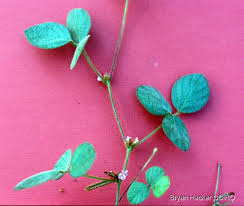 Image result for Calopogonium mucunoides