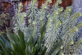 Image result for Euphorbia epicyparissias