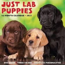 This charming black lab puppy is super cute & playful and loves children. Just Lab Puppies 2022 Wall Calendar Labrador Retriever Dog Breed Willow Creek Press 9781549218606 Amazon Com Books