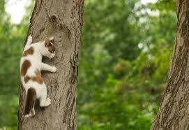 Pourquoi Les Chats Restent Ils Coinces Dans Les Arbres