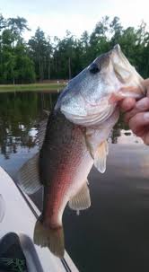 Check spelling or type a new query. Https Www Campgroundreviews Com Regions South Carolina Blackville Barnwell State Park 4933