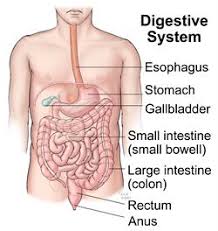 Digestive System Cleveland Clinic